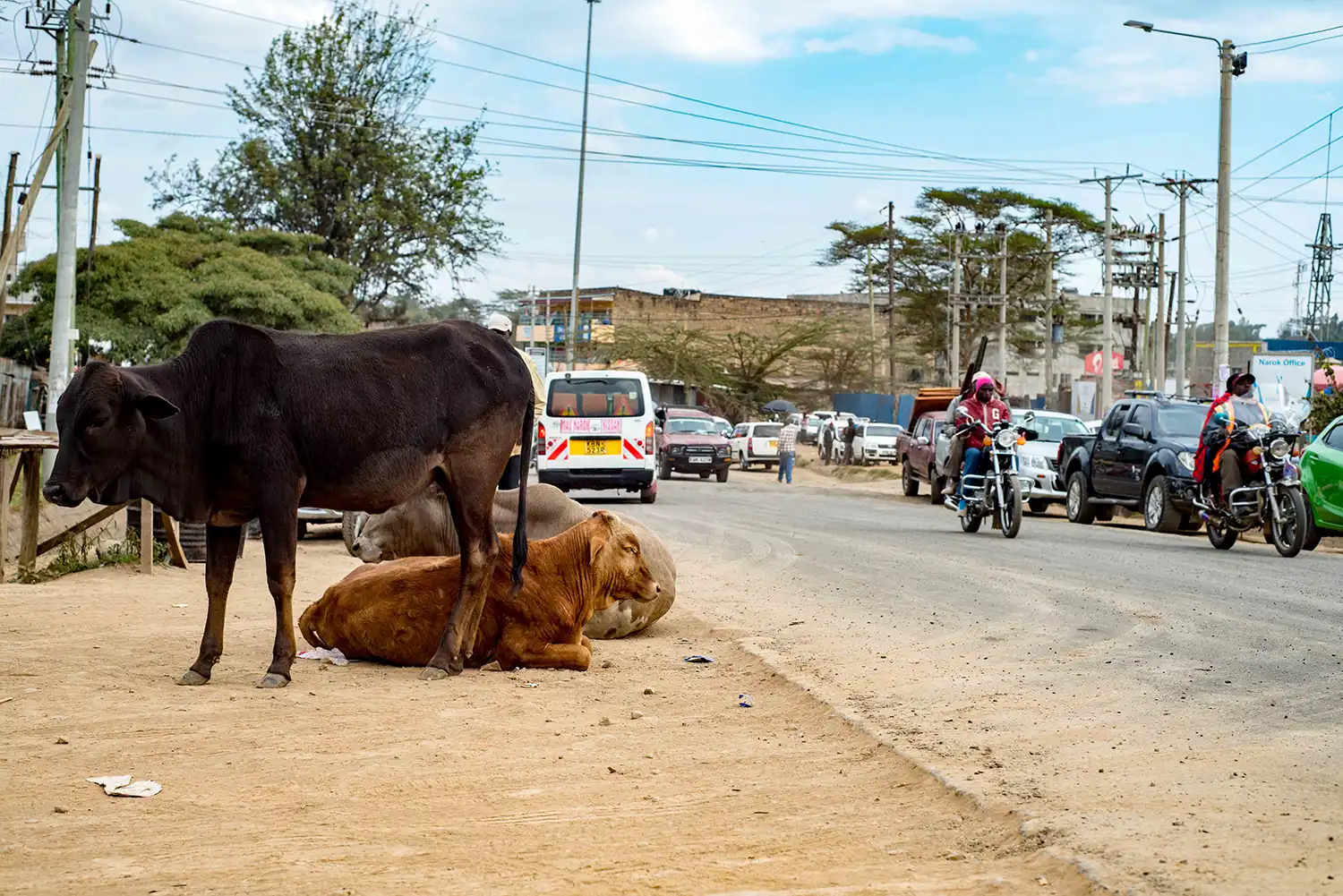 Motorists evade cows sitting beside the streets of Narok